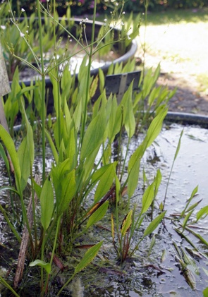 Freudengarten Algenfreier Teich durch Unterwasserpflanzen?